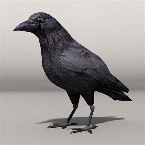 crow 3d model free|crow fly 3d model.